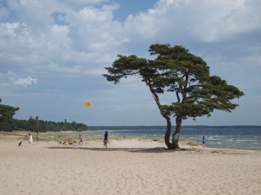 A lone tree on a beach